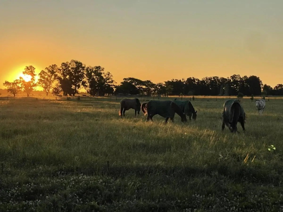 Campo de polo de 25 ha en San Miguel del Monte · 3