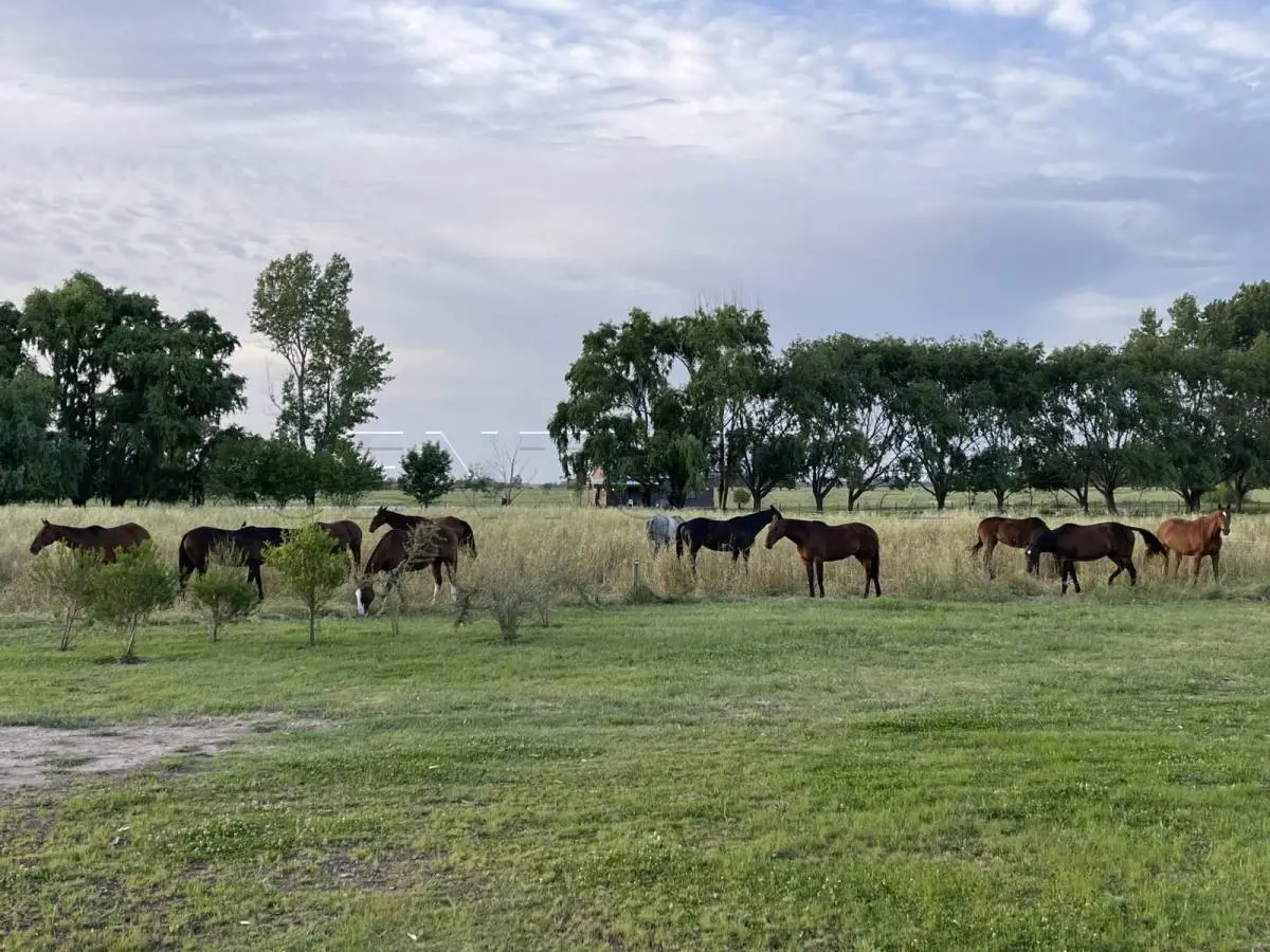 Campo de polo de 25 ha en San Miguel del Monte · 19