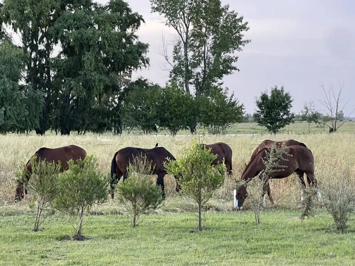 Campo de polo de 25 ha en San Miguel del Monte · 20