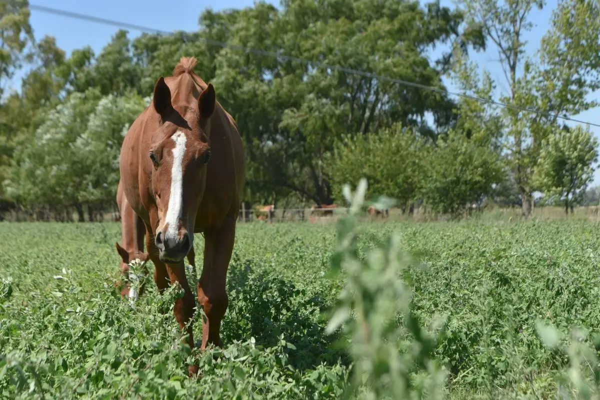 Campo de polo de 25 ha en San Miguel del Monte · 22