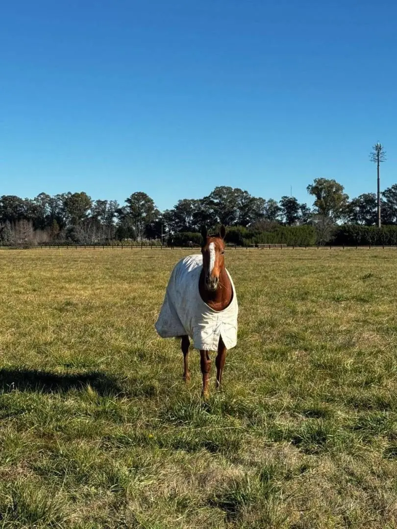 Lote de 1,4 ha frente a la cancha en Santa María de Lobos · 18